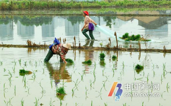 Grain in Ear sarà per gli agricoltori impegnati a piantare