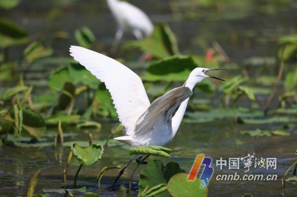 Le garzette abitano il lago Dongqian