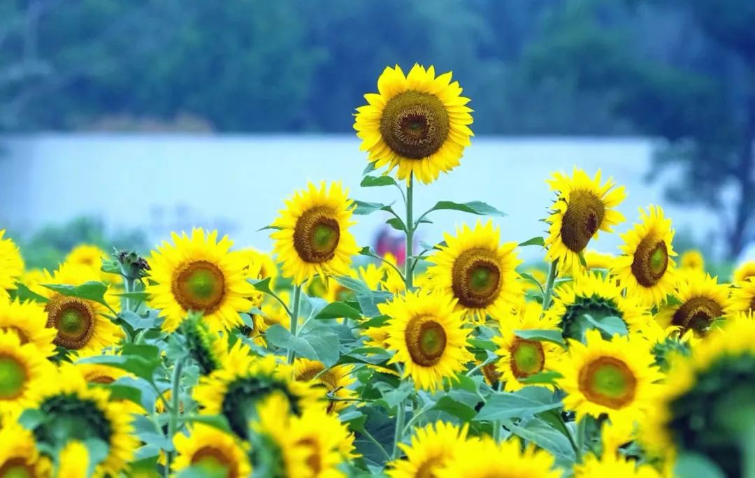 Ci saranno rovesci o temporali a Ningbo durante il solstizio d'estate oggi